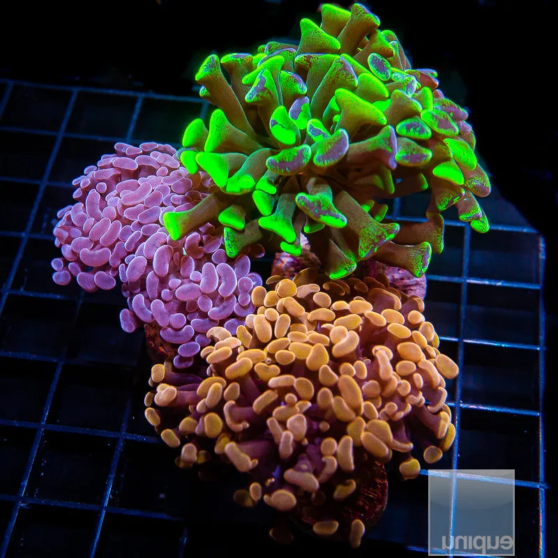 Euphyllia paraancora sp. Hammer Frag Pack- WYSIWYG Frags Euphyllia